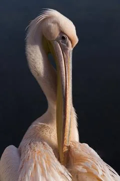 Cormorant Stock Photos