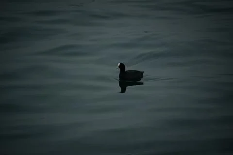 Cormorant Stock Photos