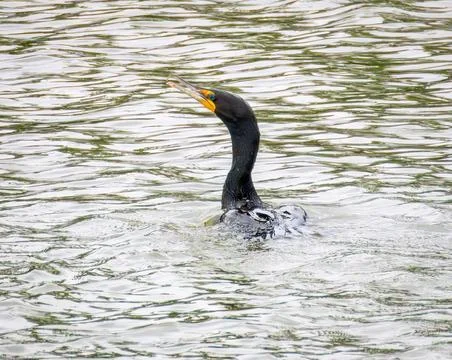 Cormorant Stock Photos