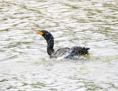 Cormorant Stock Photos