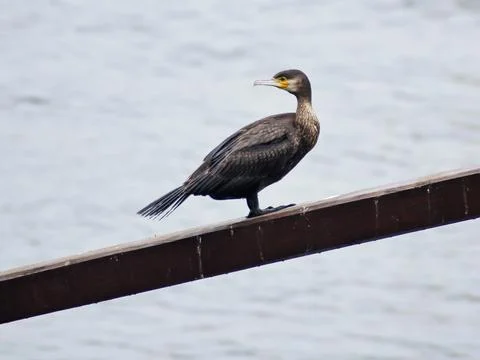 Cormorant Stock Photos