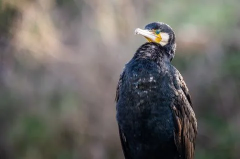 A cormorant Stock Photos
