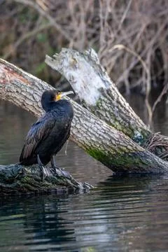 A cormorant Stock Photos