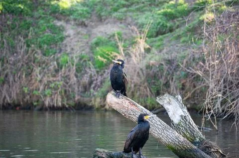 A cormorant Stock Photos