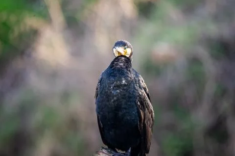 A cormorant Stock Photos