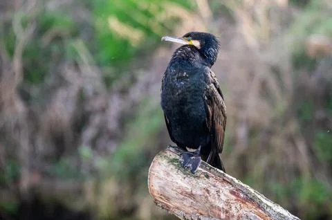 A cormorant Stock Photos