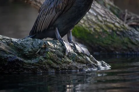 A cormorant Foto stock