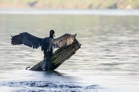 A cormorant Stock Photos