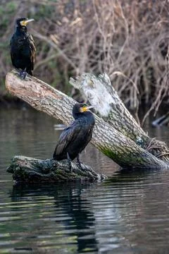A cormorant Stock Photos