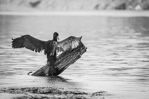 A cormorant Stock Photos