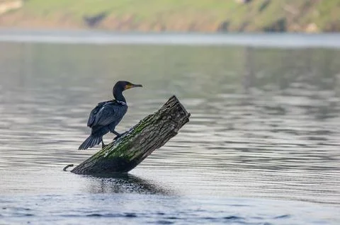 A cormorant Stock Photos