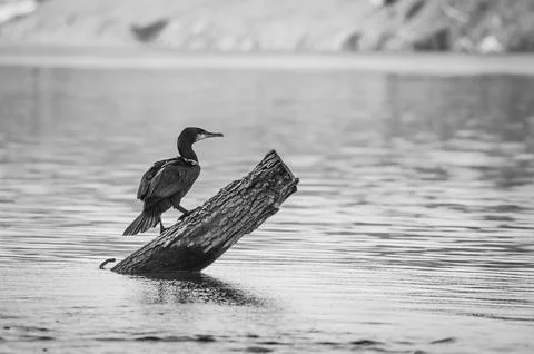 A cormorant Stock Photos