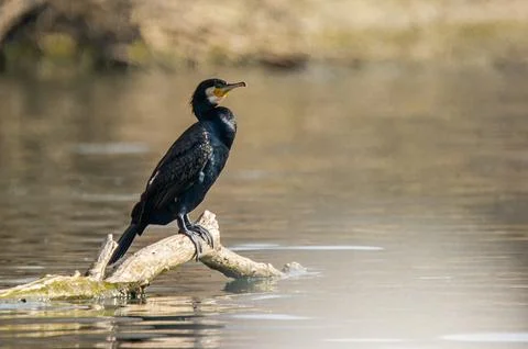 A cormorant Stock Photos