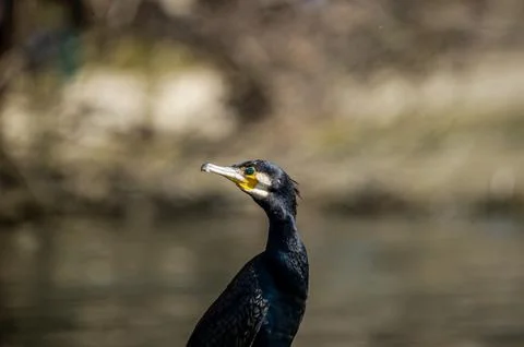 A cormorant Stock Photos