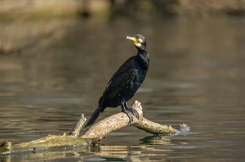 A cormorant Stock Photos