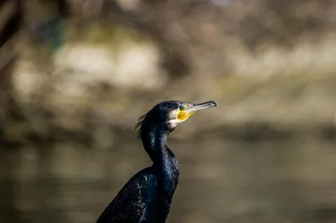A cormorant Stock Photos