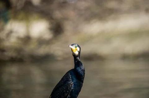 A cormorant Foto stock