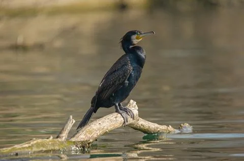 A cormorant Stock Photos