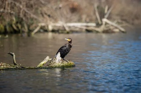 A cormorant Foto stock