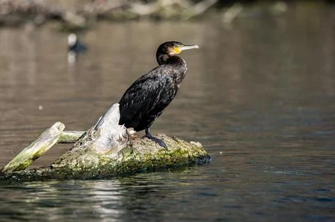A cormorant Stock Photos