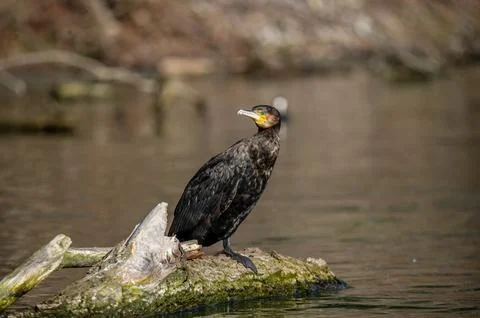 A cormorant Stock Photos