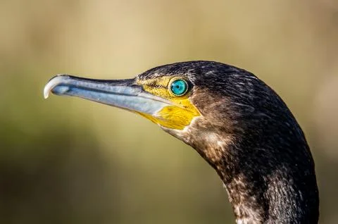 A cormorant Stock Photos