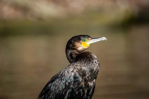 A cormorant Foto stock