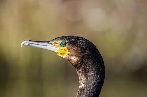A cormorant Stock Photos