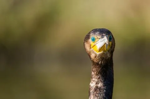A cormorant Stock Photos