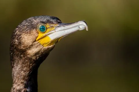 A cormorant Stock Photos