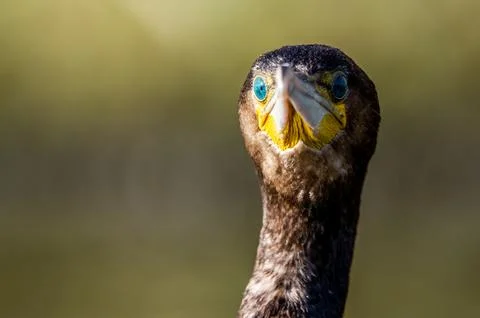 A cormorant Stock Photos