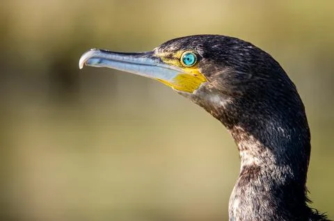 A cormorant Stock Photos