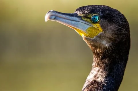 A cormorant Stock Photos