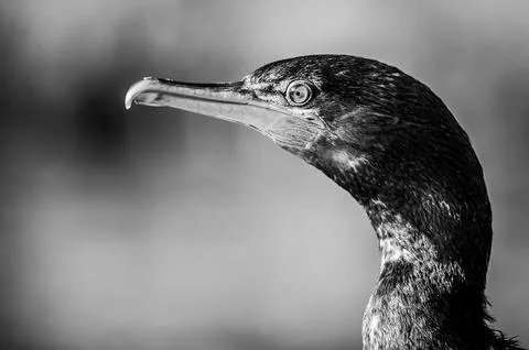 A cormorant Stock Photos