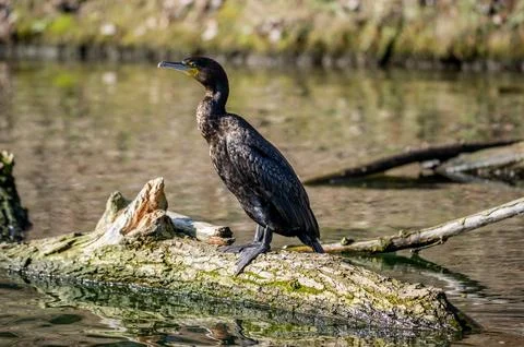 A cormorant Stock Photos