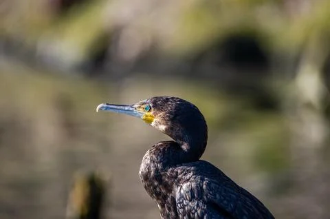 A cormorant Foto stock