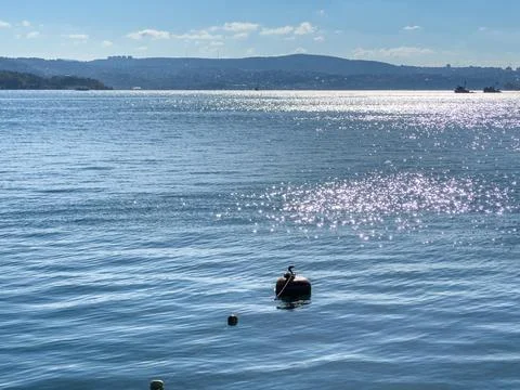 Cormorant Stock Photos