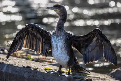 Cormorant Foto stock
