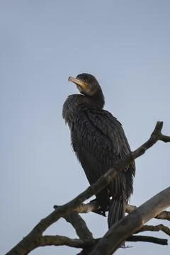 Cormorant Stock Photos