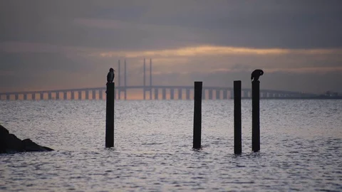 Cormorant on pole drying wings birdge in background .Cormorants are water birds Stock Footage 101238180