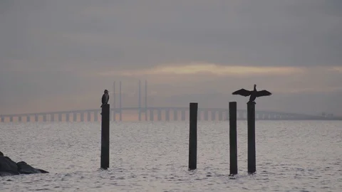 Cormorant on pole drying wings birdge in background .Cormorants are water birds Stock Footage 101242969