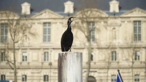 Cormorant on a pole Stock Footage 314015621