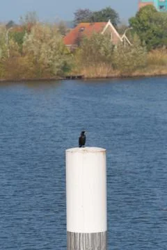 Cormorant on a pole Stock Photos