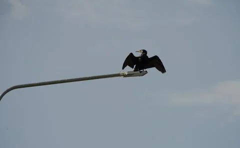 Cormorant on a pole Stock Photos