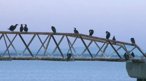 Cormorant in the port at sunset Video stock 334518
