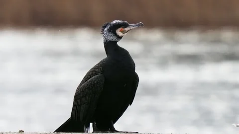 Cormorant portrait on blurred background Stock Footage 289175828