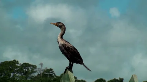Cormorant on a post Stock Footage 36263032