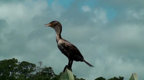 Cormorant on a post singing Stock Footage 36266351