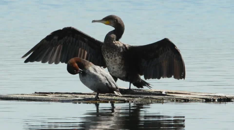 Cormorant preening Stock Footage 65788699