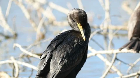 Cormorant preening Video stock 90936051